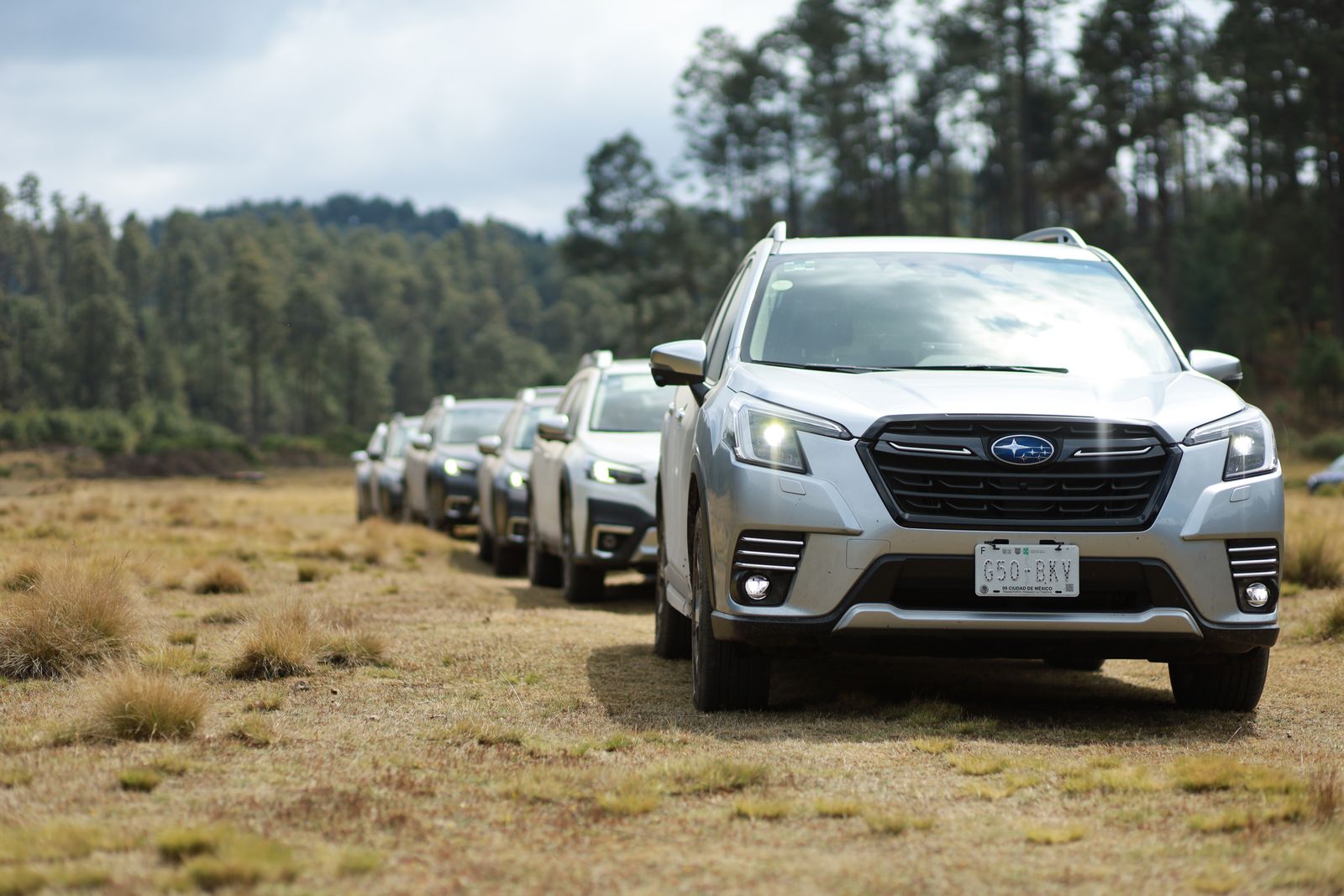A row of Subarus parked at the edge of a forest